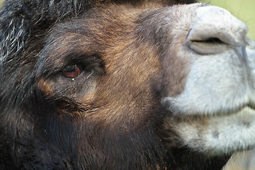 Image showing Camel