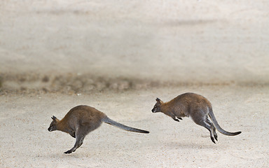 Image showing Two kangaroo jumping