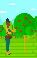 Image showing Farmer collecting apples.