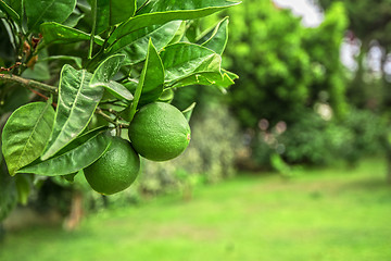 Image showing Lime tree fruits 