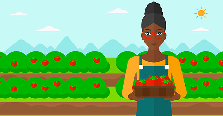 Image showing Farmer collecting tomatos.