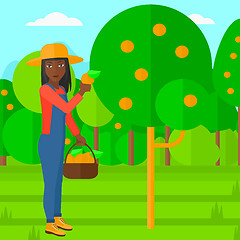 Image showing Farmer collecting oranges.