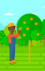 Image showing Farmer collecting oranges.