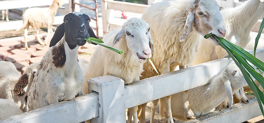 Image showing sheep in farm