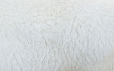 Image showing sheep wool background