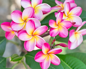 Image showing plumeria flowers