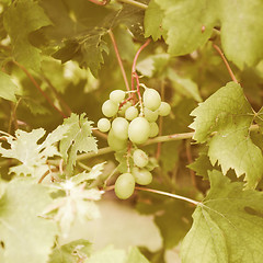 Image showing Retro looking Grape picture