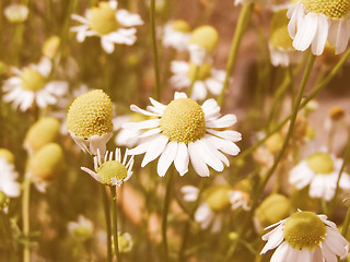 Image showing Retro looking Chamomile