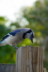 Image showing blue jay feeding