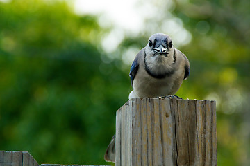 Image showing blue jay looking at viewer