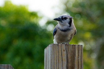 Image showing blue jay profile