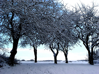 Image showing wintertrees