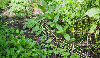 Image showing A variety of plants and vegetables grown in the garden, close up