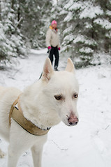 Image showing The woman with a dog on walk in a winter wood