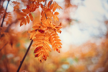 Image showing rowan-tree with rowanberry