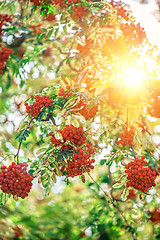 Image showing rowan-tree with rowanberry