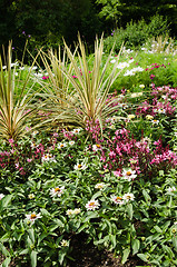 Image showing Varied flowers in a garden