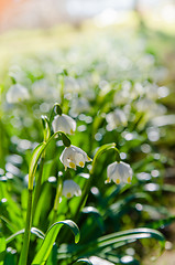 Image showing White Spring snowdrops, close-up 