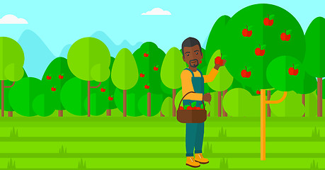 Image showing Farmer collecting apples.