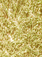 Image showing  Artificial grass vintage