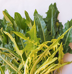 Image showing Catalonian chicory salad