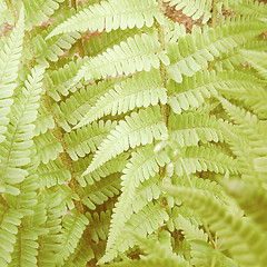 Image showing Retro looking Fern picture