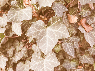 Image showing Retro looking Ivy leaves