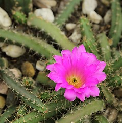 Image showing Cactus flower.