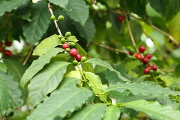Image showing Fruit coffee.