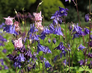 Image showing Columbine.