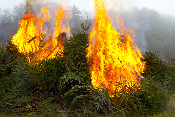 Image showing Outdoor burning fire and open flame on Fir Trees