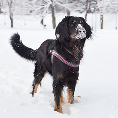 Image showing Dog playing outside in cold winter snow.