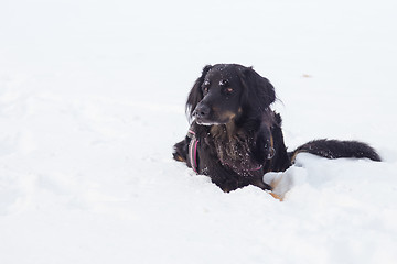 Image showing Dog playing outside in cold winter snow.