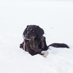 Image showing Dog playing outside in cold winter snow.