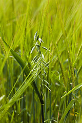 Image showing ears of rye  