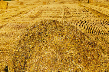 Image showing  after wheat harvesting