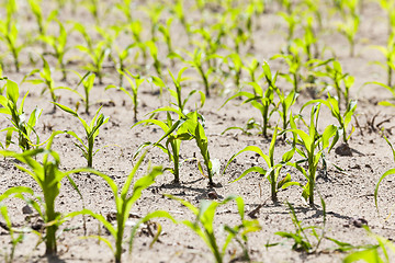 Image showing young sprout of corn  