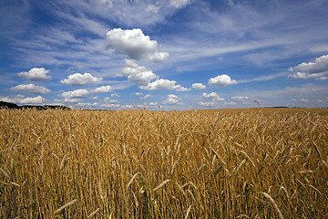 Image showing unripe cereals .  field  