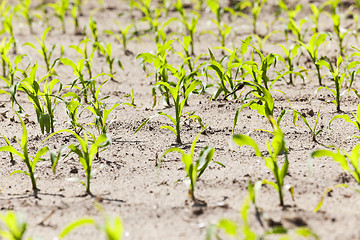 Image showing Field of green corn  