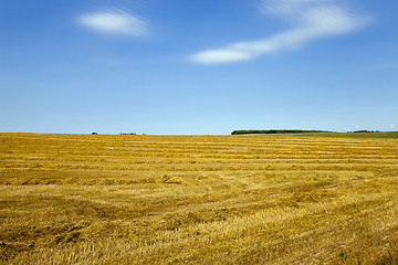 Image showing agricultural field .  wheat  