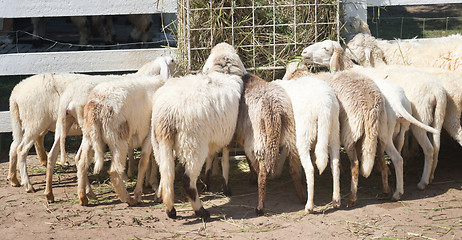 Image showing sheep in farm