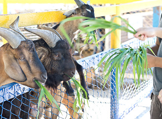 Image showing in the Zoo