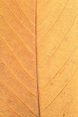 Image showing macro shot of faded leaf