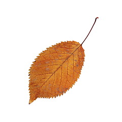 Image showing colorful autumn cherry leaf on white