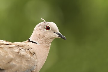 Image showing turtledove portrait on green background