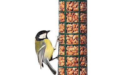 Image showing isolated hungry great tit