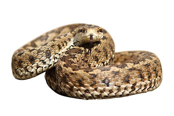 Image showing isolated snake ready to strike