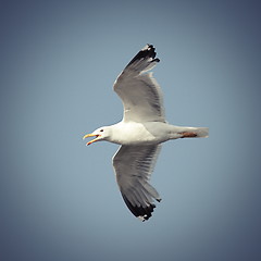 Image showing flying caspian gull