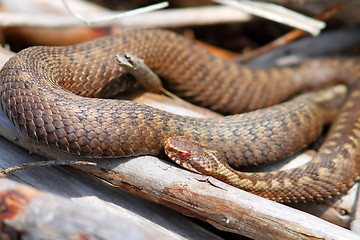 Image showing orange female common adder