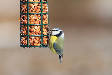 Image showing blue tit on garden bird feeder